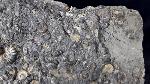 Promicroceras sp. SPATH 1925, Cymbites sp. (NEUMAYR 1878) & ?Gagaticeras sp. BUCKMANN1913 - Bild © FossNet FossilienStore